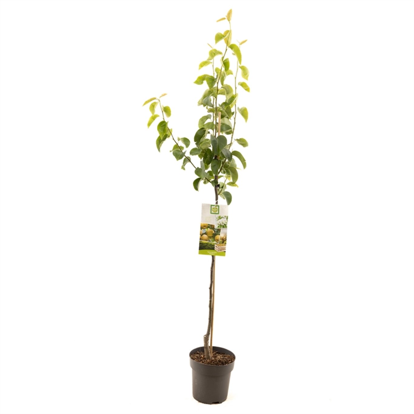 Pyrus pyrifolia 'Chojuro' - C7,5 175-225 CM Halfstem